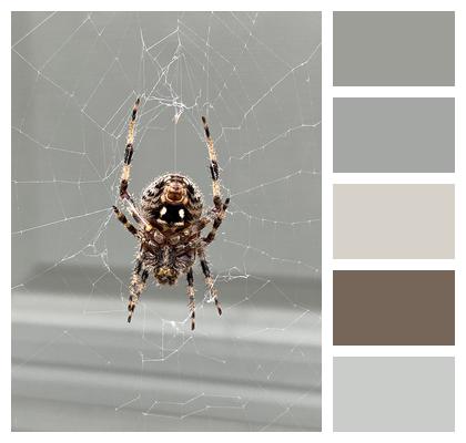 Spider Nature Spider Web Image